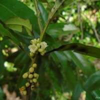 Diospyros ovalifolia Wight